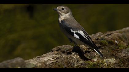 Halkalı sinekkapan » Collared Flycatcher » Ficedula albicollis