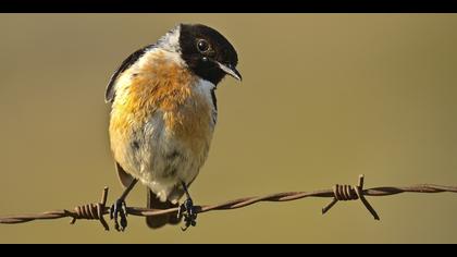 Taşkuşu » European Stonechat » Saxicola rubicola