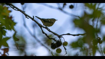 Akkaşlı çıvgın » Hume`s Leaf Warbler » Phylloscopus humei