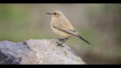 Çöl kuyrukkakanı » Desert Wheatear » Oenanthe deserti