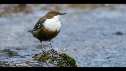 Derekuşu » White-throated Dipper » Cinclus cinclus