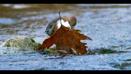 Derekuşu » White-throated Dipper » Cinclus cinclus