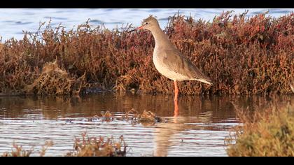 Kızılbacak » Common Redshank » Tringa totanus