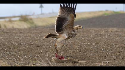 Şah kartal » Eastern Imperial Eagle » Aquila heliaca