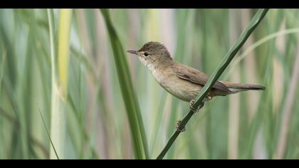 Saz kamışçını » Eurasian Reed Warbler » Acrocephalus scirpaceus