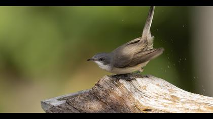 Küçük akgerdanlı ötleğen » Lesser Whitethroat » Sylvia curruca