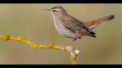 Çalıbülbülü » Rufous-tailed Scrub Robin » Cercotrichas galactotes