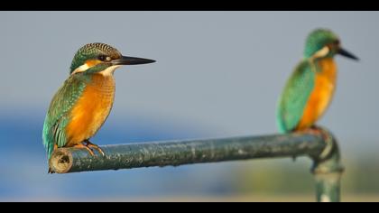 Yalıçapkını » Common Kingfisher » Alcedo atthis