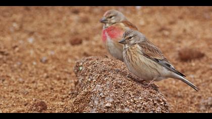 Ketenkuşu » Common Linnet » Linaria cannabina