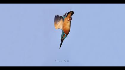 Yalıçapkını » Common Kingfisher » Alcedo atthis