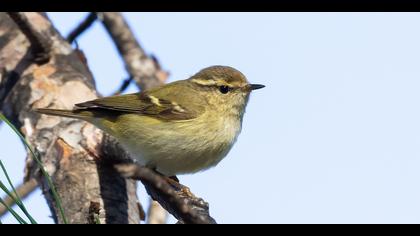 Akkaşlı çıvgın » Hume`s Leaf Warbler » Phylloscopus humei