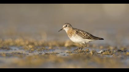 Küçük kumkuşu » Little Stint » Calidris minuta