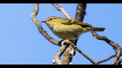 Akkaşlı çıvgın » Hume`s Leaf Warbler » Phylloscopus humei