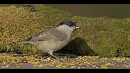 Kayın baştankarası » Marsh Tit » Poecile palustris