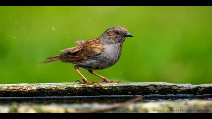 Dağbülbülü » Dunnock » Prunella modularis