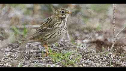 Çayır incirkuşu » Meadow Pipit » Anthus pratensis