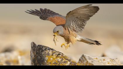 Küçük kerkenez » Lesser Kestrel » Falco naumanni