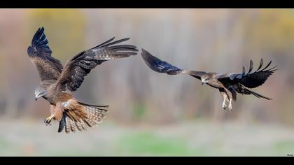 Kara çaylak » Black Kite » Milvus migrans