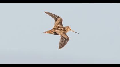 Sibirya suçulluğu » Pin-tailed Snipe » Gallinago stenura