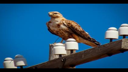 Kızıl şahin » Long-legged Buzzard » Buteo rufinus