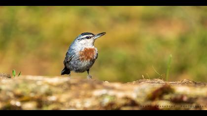 Anadolu sıvacısı » Krüper`s Nuthatch » Sitta krueperi