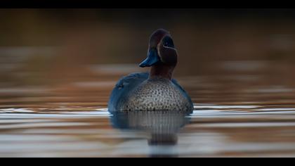 Çamurcun » Eurasian Teal » Anas crecca