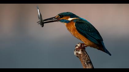 Yalıçapkını » Common Kingfisher » Alcedo atthis