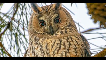 Kulaklı orman baykuşu » Long-eared Owl » Asio otus