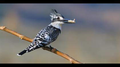 Alaca yalıçapkını » Pied Kingfisher » Ceryle rudis