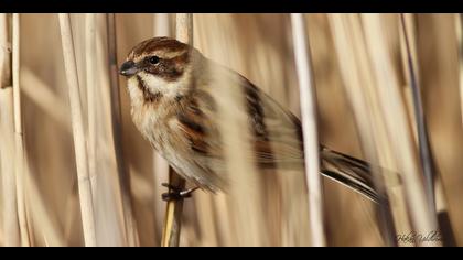 Bataklık Kirazkuşu » Common Reed Bunting » Emberiza schoeniclus