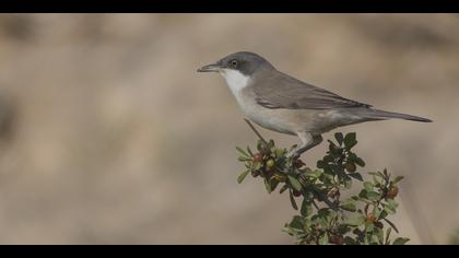 Akgözlü ötleğen » Eastern Orphean Warbler » Sylvia crassirostris