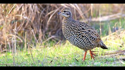 Turaç » Black Francolin » Francolinus francolinus