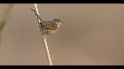 Dikkuyruklu ötleğen » Delicate prinia » Prinia lepida