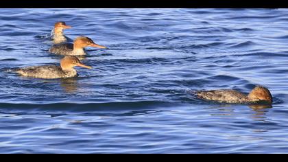 Tarakdiş » Red-breasted Merganser » Mergus serrator