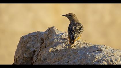 Taşkızılı » Common Rock Thrush » Monticola saxatilis