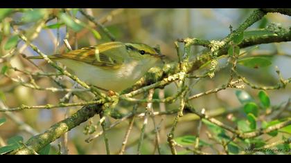 Çalıkuşu çıvgını » Pallas`s Leaf Warbler » Phylloscopus proregulus