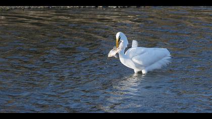 Büyük ak balıkçıl » Great Egret » Ardea alba