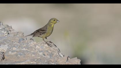 Boz kirazkuşu » Cinereous Bunting » Emberiza cineracea