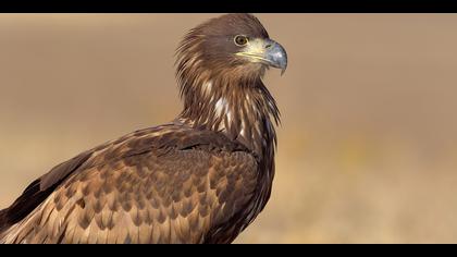 Akkuyruklu kartal » White-tailed Eagle » Haliaeetus albicilla