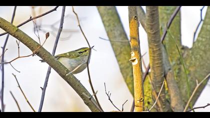 Çalıkuşu çıvgını » Pallas`s Leaf Warbler » Phylloscopus proregulus