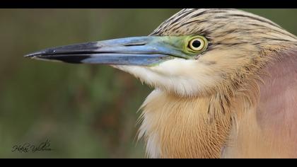 Alaca balıkçıl » Squacco Heron » Ardeola ralloides