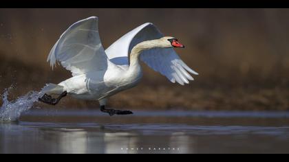 Kuğu » Mute Swan » Cygnus olor