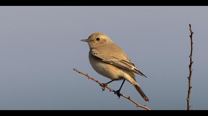 Çöl kuyrukkakanı » Desert Wheatear » Oenanthe deserti