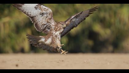 Şahin » Common Buzzard » Buteo buteo