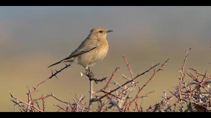 Çöl kuyrukkakanı » Desert Wheatear » Oenanthe deserti