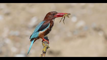 İzmir yalıçapkını » White-throated Kingfisher » Halcyon smyrnensis