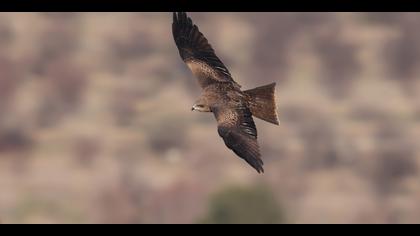 Kara çaylak » Black Kite » Milvus migrans