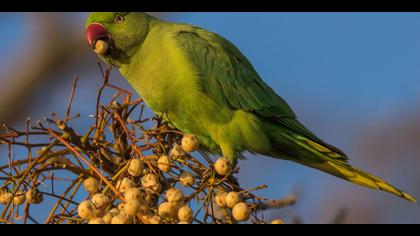 Yeşil papağan » Rose-ringed Parakeet » Psittacula krameri