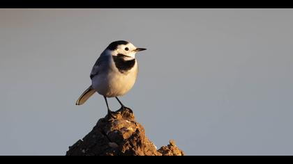 Ak kuyruksallayan » White Wagtail » Motacilla alba