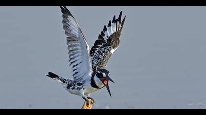 Alaca yalıçapkını » Pied Kingfisher » Ceryle rudis